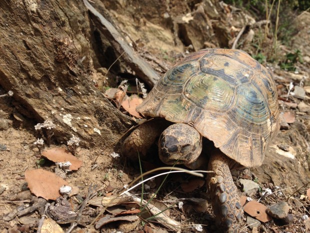 azrou_schildkroete