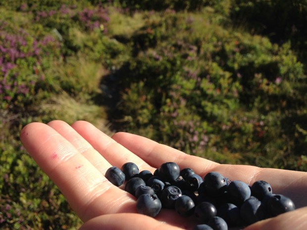 heidelbeeren