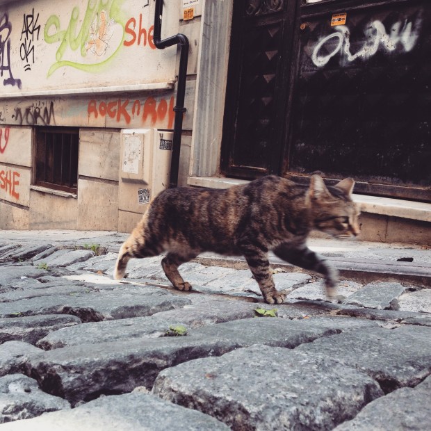 istanbul_katze